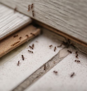 Small insects near wood trim inside a home.