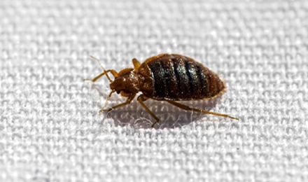 Bed Bugs