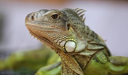 Iguanas