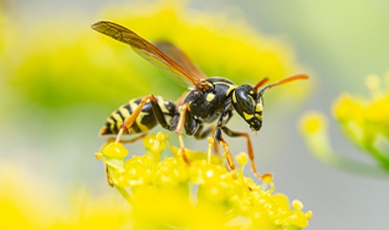Bees, Wasps & Yellow Jackets