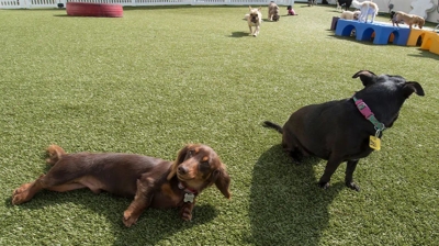 Dogs on Synthetic Grass Photo