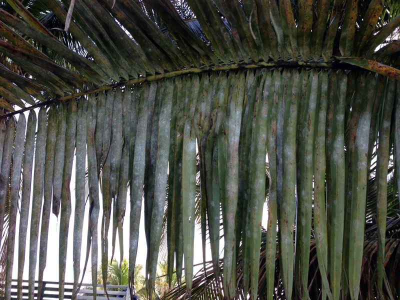 Spiral Whitefly treatments for palms and plants in Broward and Palm Beach